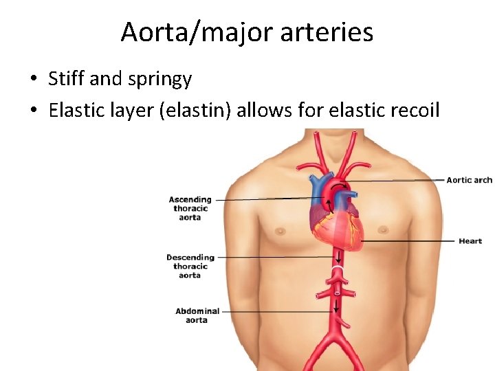 Aorta/major arteries • Stiff and springy • Elastic layer (elastin) allows for elastic recoil