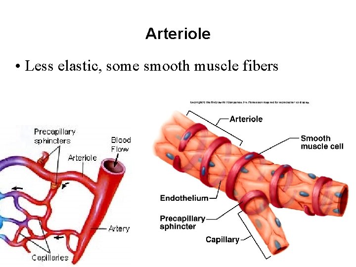 Arteriole • Less elastic, some smooth muscle fibers 