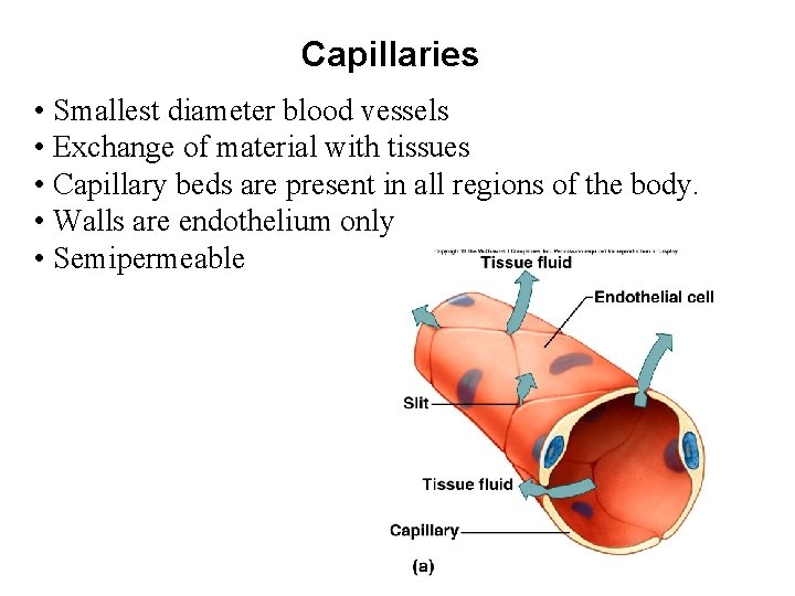 Capillaries • Smallest diameter blood vessels • Exchange of material with tissues • Capillary