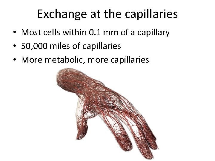 Exchange at the capillaries • Most cells within 0. 1 mm of a capillary