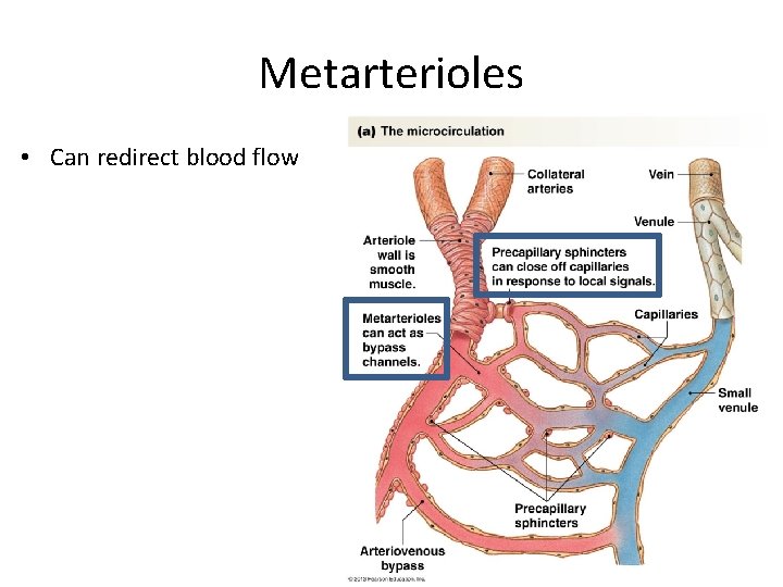 Metarterioles • Can redirect blood flow 