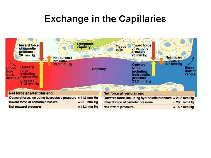 Exchange in the Capillaries 