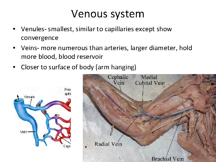 Venous system • Venules- smallest, similar to capillaries except show convergence • Veins- more