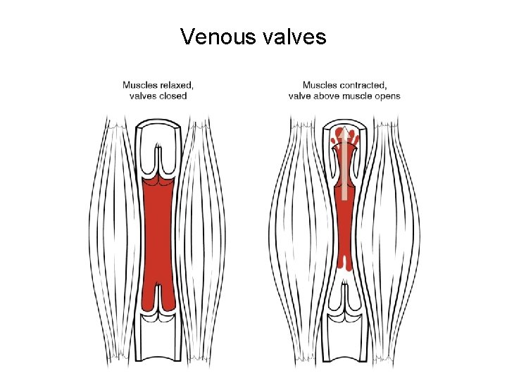 Venous valves 