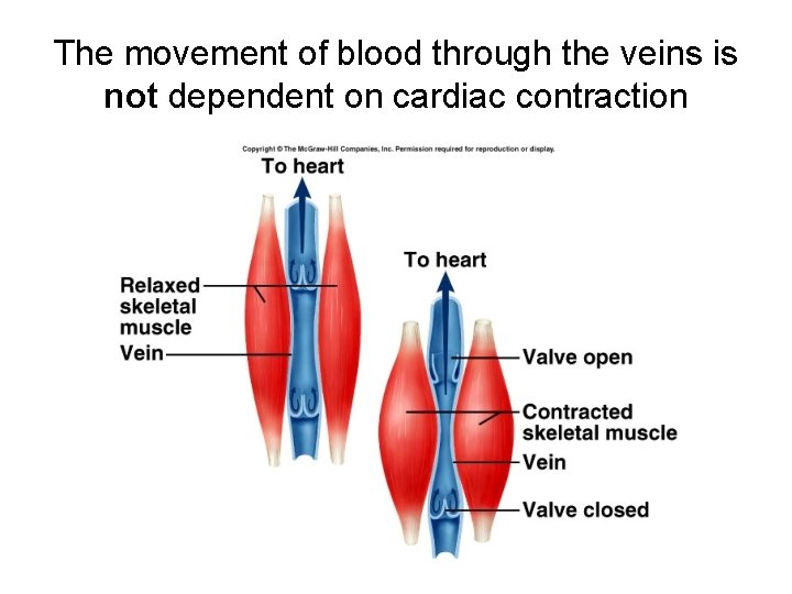 The movement of blood through the veins is not dependent on cardiac contraction 