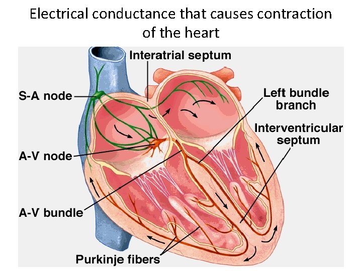 Electrical conductance that causes contraction of the heart 