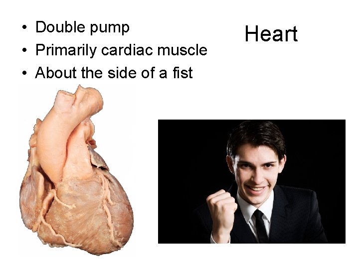  • Double pump • Primarily cardiac muscle • About the side of a