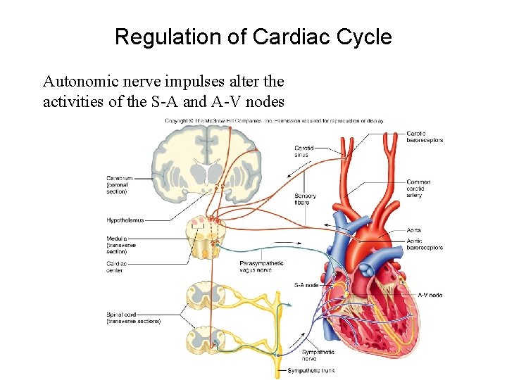 Regulation of Cardiac Cycle Autonomic nerve impulses alter the activities of the S-A and