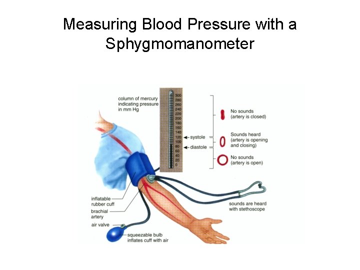 Measuring Blood Pressure with a Sphygmomanometer 