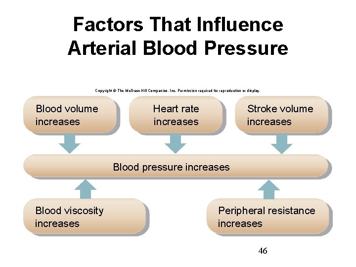 Factors That Influence Arterial Blood Pressure Copyright © The Mc. Graw-Hill Companies, Inc. Permission