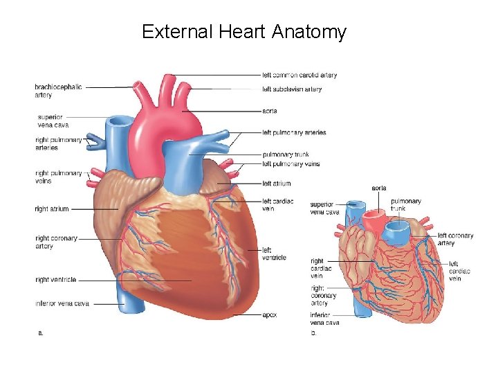 External Heart Anatomy 