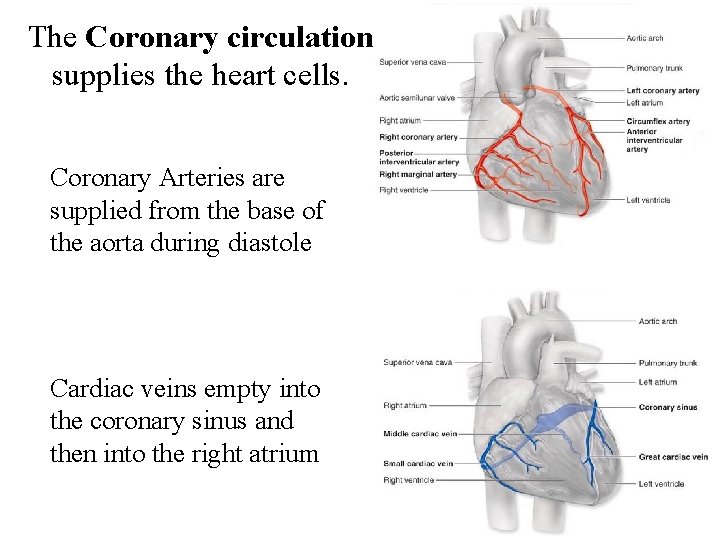 The Coronary circulation supplies the heart cells. Coronary Arteries are supplied from the base