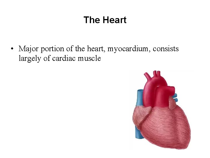 The Heart • Major portion of the heart, myocardium, consists largely of cardiac muscle