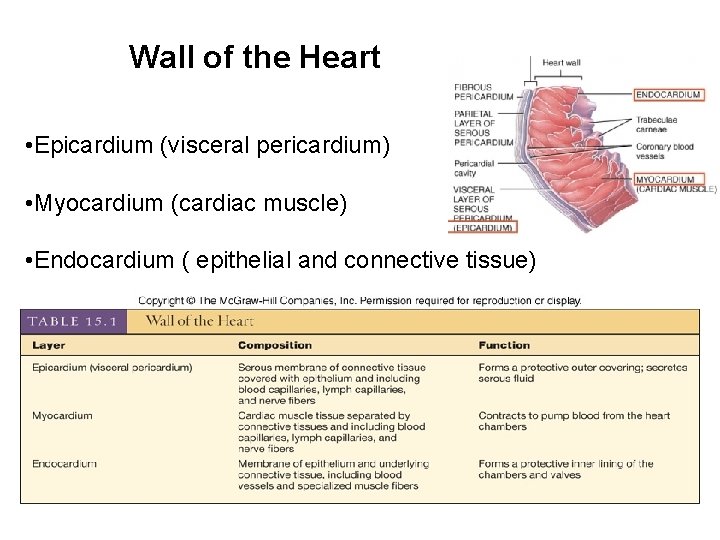 Wall of the Heart • Epicardium (visceral pericardium) • Myocardium (cardiac muscle) • Endocardium