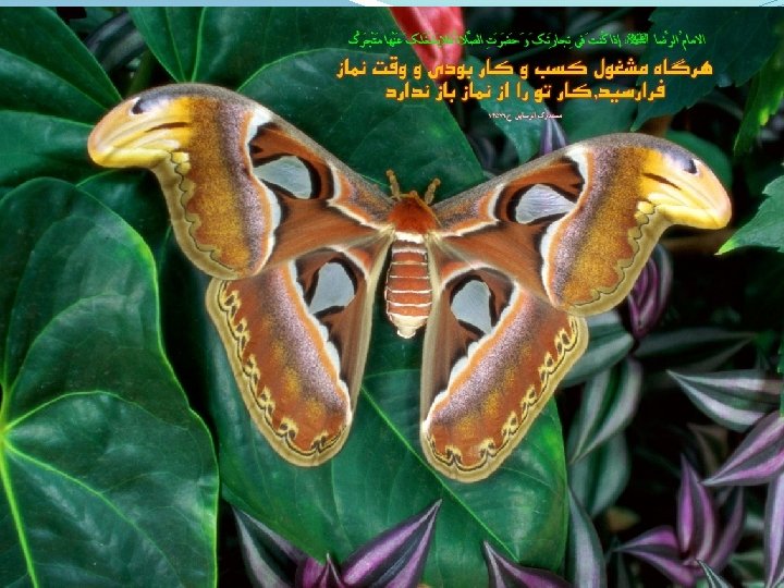940701. . . 56 slides http: \academicstaff. kmu. ac. iraliasadipour 13 