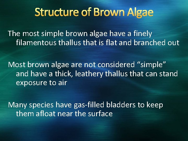 Structure of Brown Algae The most simple brown algae have a finely filamentous thallus