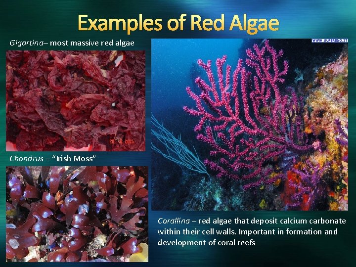 Examples of Red Algae Gigartina– most massive red algae Chondrus – “Irish Moss” Corallina