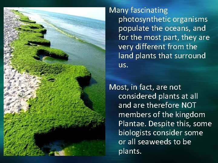 Many fascinating photosynthetic organisms populate the oceans, and for the most part, they are