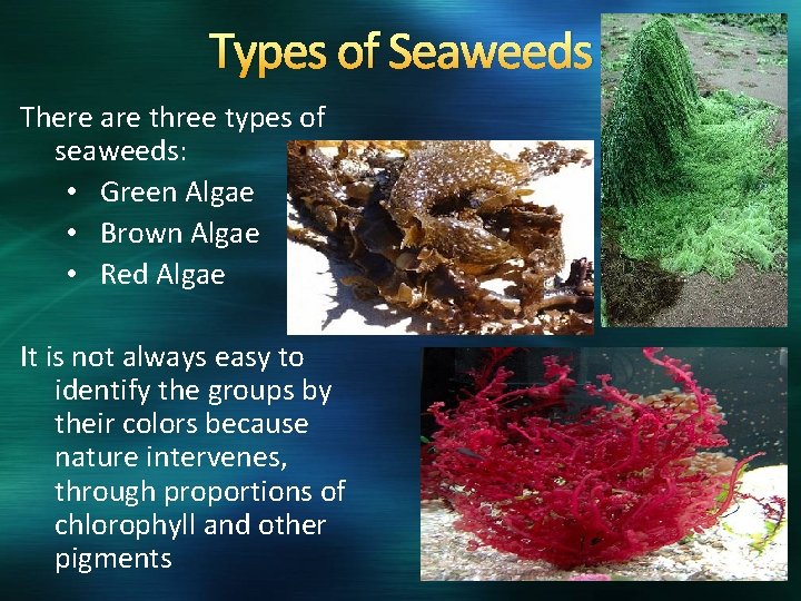 Types of Seaweeds There are three types of seaweeds: • Green Algae • Brown