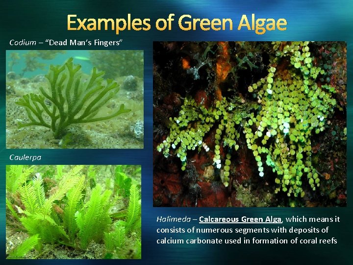 Examples of Green Algae Codium – “Dead Man’s Fingers” Caulerpa Halimeda – Calcareous Green