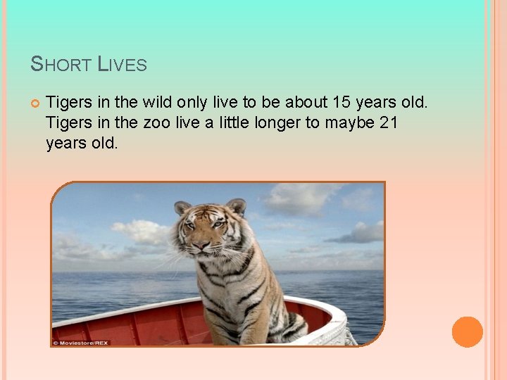 SHORT LIVES Tigers in the wild only live to be about 15 years old.