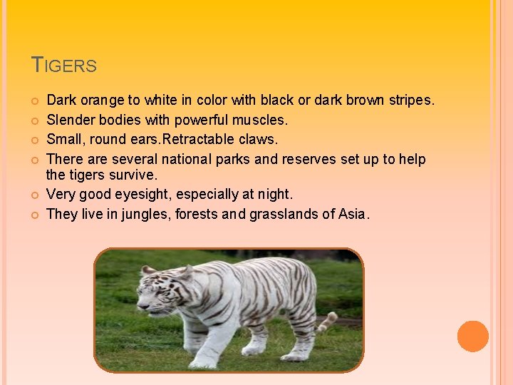 TIGERS Dark orange to white in color with black or dark brown stripes. Slender