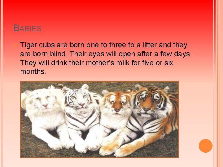 BABIES Tiger cubs are born one to three to a litter and they are