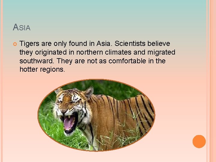 ASIA Tigers are only found in Asia. Scientists believe they originated in northern climates