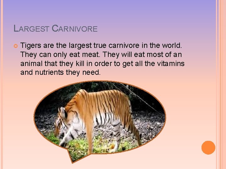 LARGEST CARNIVORE Tigers are the largest true carnivore in the world. They can only