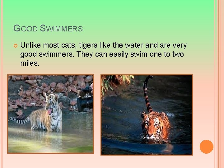 GOOD SWIMMERS Unlike most cats, tigers like the water and are very good swimmers.