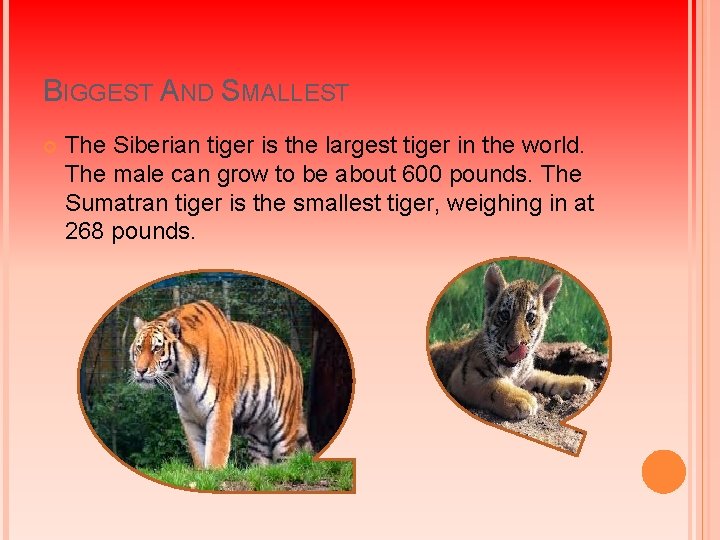 BIGGEST AND SMALLEST The Siberian tiger is the largest tiger in the world. The