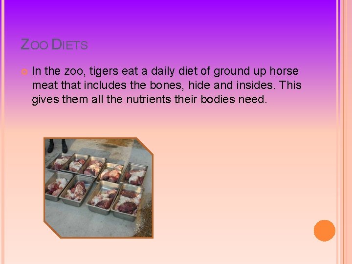 ZOO DIETS In the zoo, tigers eat a daily diet of ground up horse