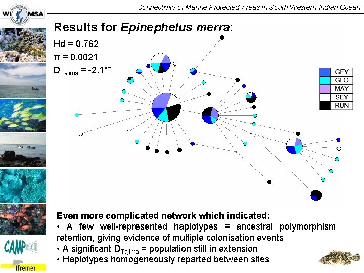 Connectivity of Marine Protected Areas in South-Western Indian Ocean Results for Epinephelus merra: Hd