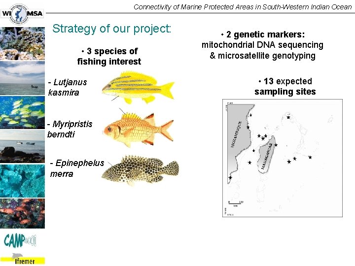 Connectivity of Marine Protected Areas in South-Western Indian Ocean Strategy of our project: •