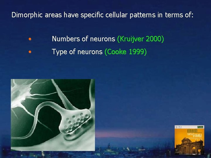 Dimorphic areas have specific cellular patterns in terms of: • Numbers of neurons (Kruijver