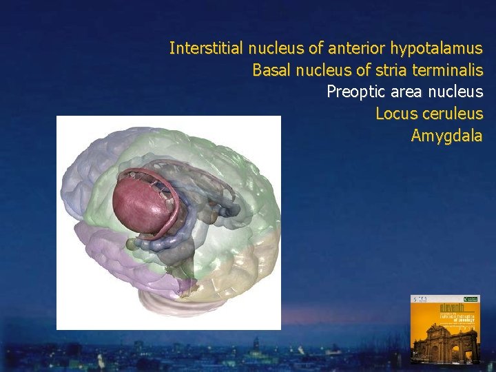 Interstitial nucleus of anterior hypotalamus Basal nucleus of stria terminalis Preoptic area nucleus Locus