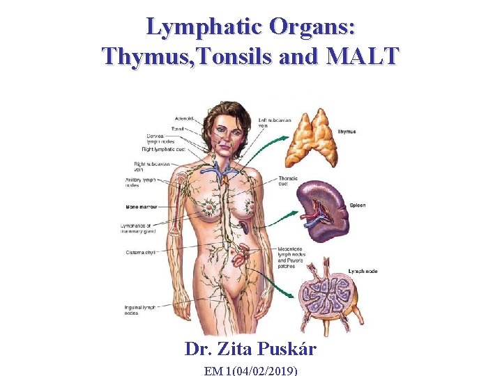 Lymphatic Organs: Thymus, Tonsils and MALT Dr. Zita Puskár EM 1(04/02/2019) 