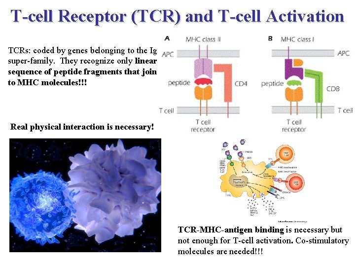 T-cell Receptor (TCR) and T-cell Activation TCRs: coded by genes belonging to the Ig