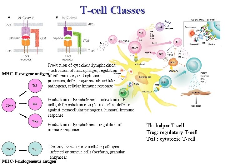 T-cell Classes Production of cytokines (lymphokines) – activation of macrophages, regulation MHC-II-exogene antigenof inflammatory