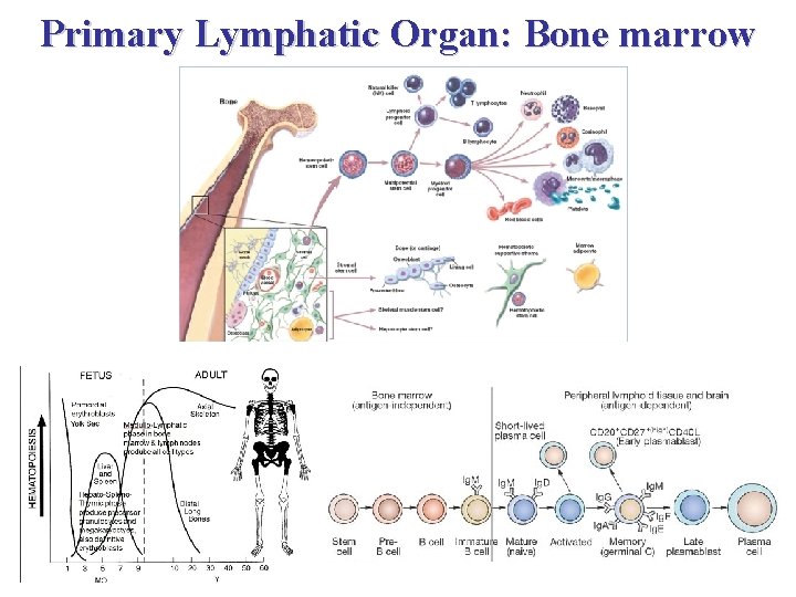 Primary Lymphatic Organ: Bone marrow 