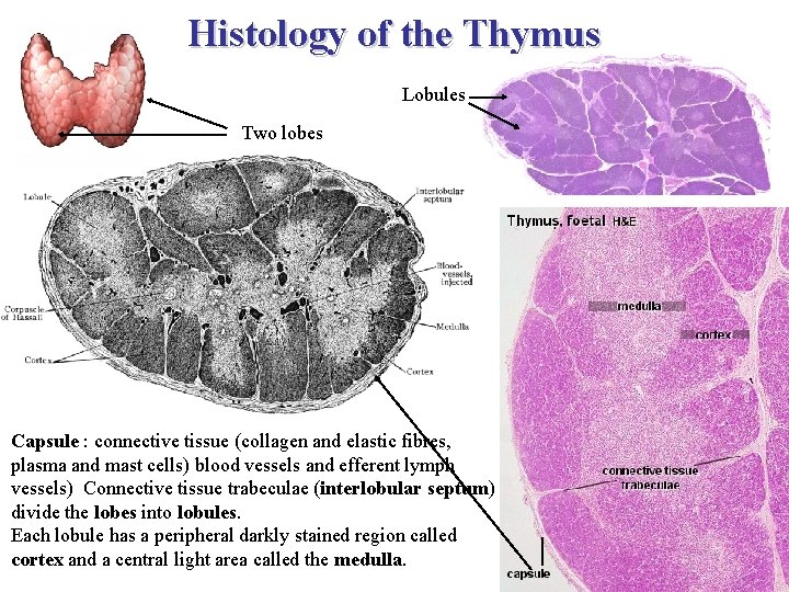 Histology of the Thymus Lobules Two lobes Capsule : connective tissue (collagen and elastic