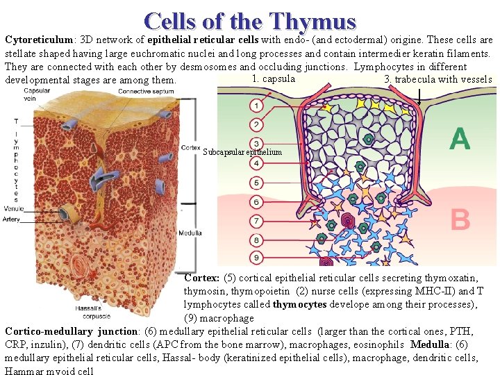 Cells of the Thymus Cytoreticulum: 3 D network of epithelial reticular cells with endo-