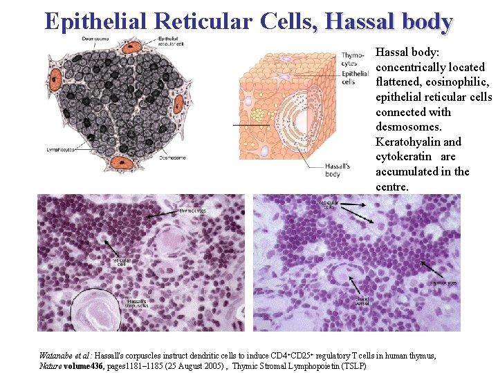 Epithelial Reticular Cells, Hassal body: concentrically located flattened, eosinophilic, epithelial reticular cells connected with