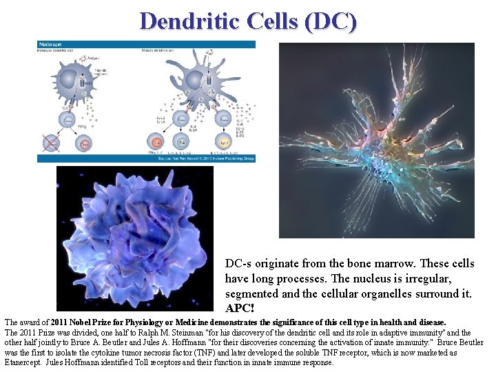 Dendritic Cells (DC) DC-s originate from the bone marrow. These cells have long processes.