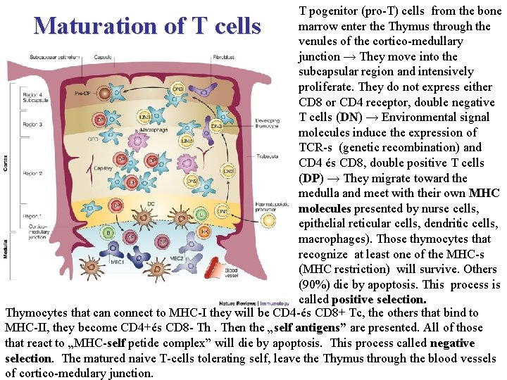 T pogenitor (pro-T) cells from the bone marrow enter the Thymus through the venules