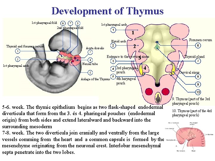 Development of Thymus 1 st pharyngeal fold 1 st pharyngeal arch 2 nd pharyngeal