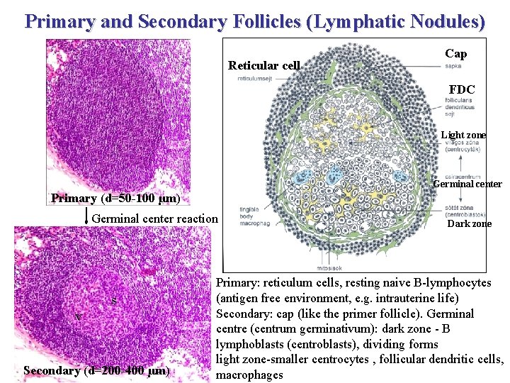 Primary and Secondary Follicles (Lymphatic Nodules) Reticular cell Cap FDC Light zone Germinal center