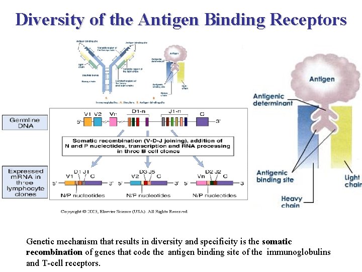 Diversity of the Antigen Binding Receptors Genetic mechanism that results in diversity and specificity