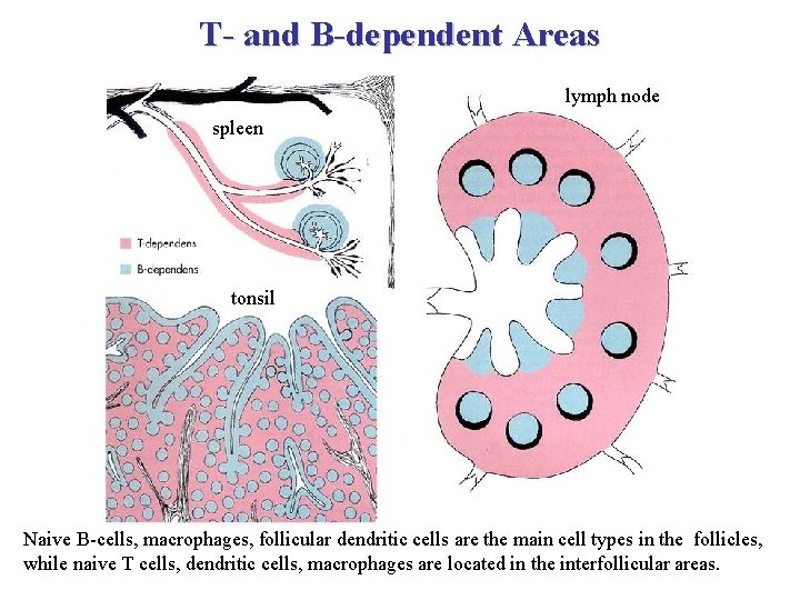 T- and B-dependent Areas lymph node spleen tonsil Naive B-cells, macrophages, follicular dendritic cells