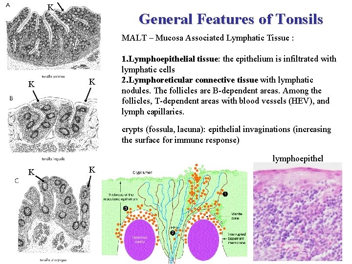 K General Features of Tonsils MALT – Mucosa Associated Lymphatic Tissue : K K